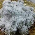 Klepon mudah