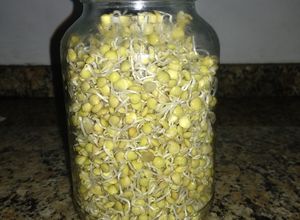 Una foto de Brotes de lentejas