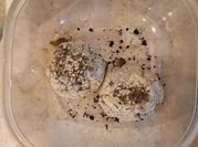 A picture of almond flour