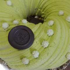Foto di Mousse al pistacchio