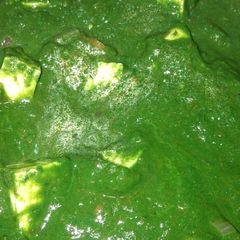 A picture of Palak Paneer.