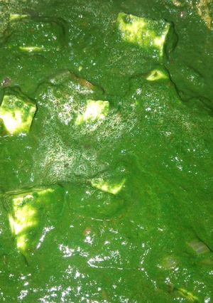 A picture of Palak Paneer.