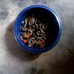 A picture of Mopani worms (matomani in Tsonga).