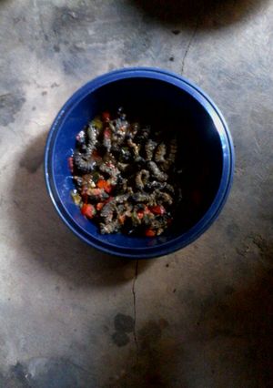 A picture of Mopani worms (matomani in Tsonga).