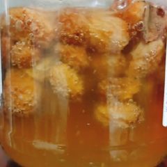 A picture of Raisin yeast starter and starter dough.