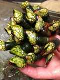 Percebes (Goose Neck Barnacles)