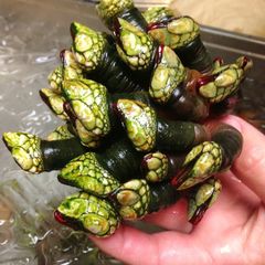 A picture of Percebes (Goose Neck Barnacles).