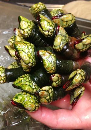 A picture of Percebes (Goose Neck Barnacles).