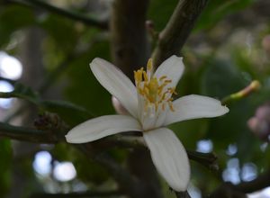 Una foto de Agua de azahar casera
