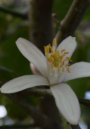 Una foto de Agua de azahar casera