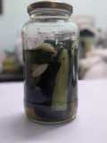 Jeruk Timun @ Pickle