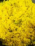 Moongi masoor khichdi