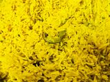 Moongi masoor khichdi