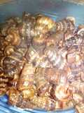 Ketuyung pedas