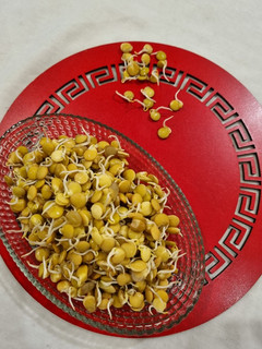عکسی از دستور جوانه عدس