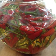 A picture of Kanthari (bird's eye chilli) infused olive oil.