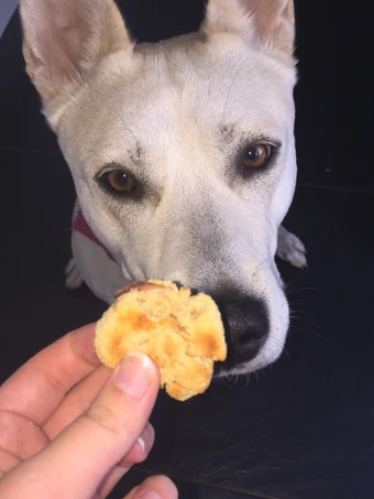 Easy Way Prepare Gluten-Free Coconut, Peanut and Apple Dog Biscuit Treats the Delicious Tasty