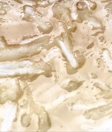 rau câu chân vịt