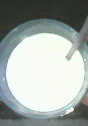 A picture of Nono da shinkafa.