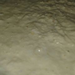 A picture of Homemade khoya.