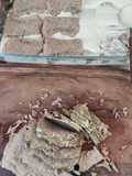 Vitel tone