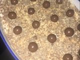 كيكه المالتيزر 🎂