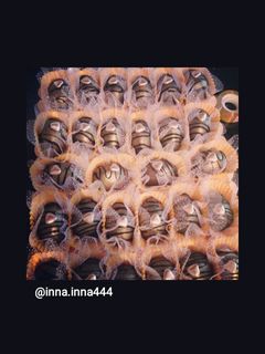 صورة لوصفة المفشش (حلوى جزائرية)