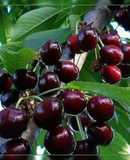 Вишні заморожені на зиму🍒