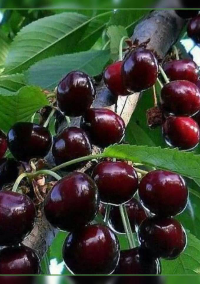Вишні заморожені на зиму🍒