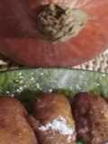 Buñuelos de calabaza o chulas en Mambo