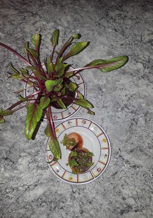 Una foto de Raíces de hortalizas para semillas