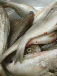 صورة لوصفة شاوية سمك جمجامة 🐟