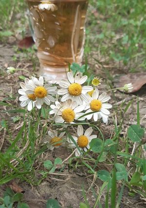 عکسی از دستور چای بابونه کرمانی