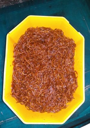 Foto resep Bihun Goreng Simpel