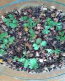 Arroz negro de verano