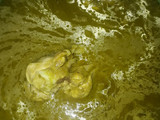 Pollo hulk