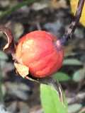 California Farm Rose Hip Harvest