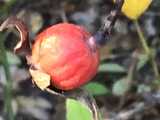 rose hip