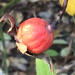 A picture of California Farm Rose Hip Harvest.
