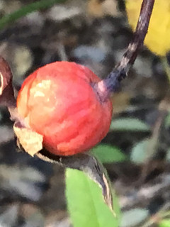 A picture of California Farm Rose Hip Harvest.