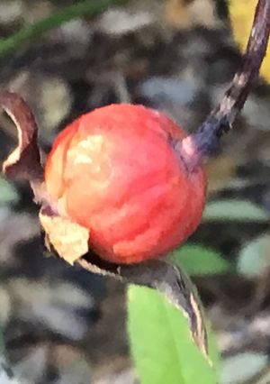 A picture of California Farm Rose Hip Harvest.
