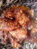 Sambal limao IkaAn NiLA