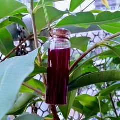 A picture of Black Plum Juice for Diabetic Patients.