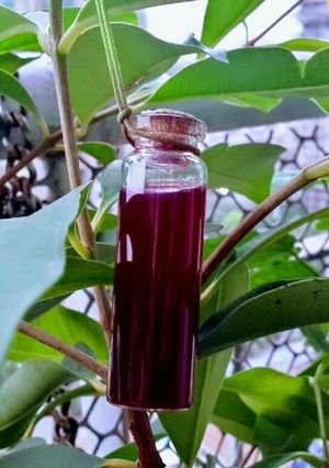 A picture of Black Plum Juice for Diabetic Patients.