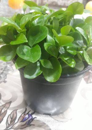 عکسی از دستور سبزه نارنج