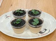 A picture of bubble tea dessert