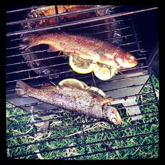 A picture of Smoked Rainbow trout.