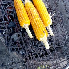 Roasted corn A picture of Roasted corn.