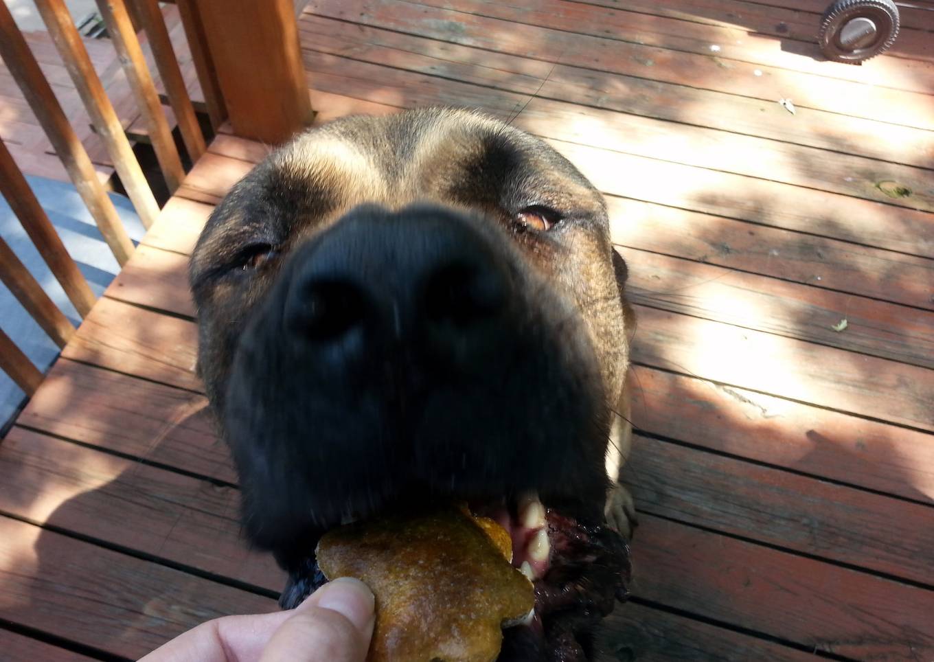 Healthy Homemade Dog Treats