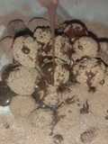 Bola susu dari dancow